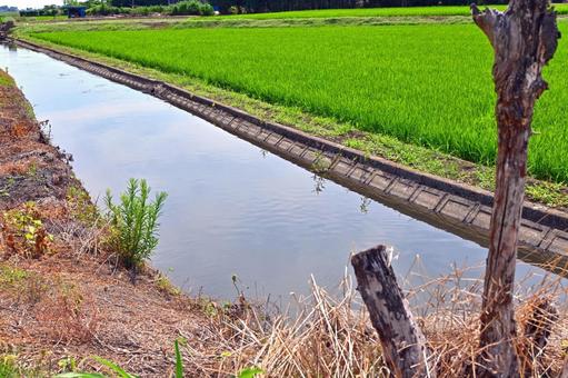 Rice field landscape, campo di riso, coltivazione di riso, verde, JPG