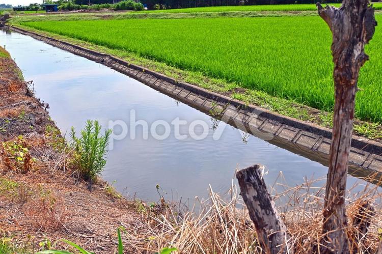 田んぼの風景 田んぼ,稲作,グリーンの写真素材