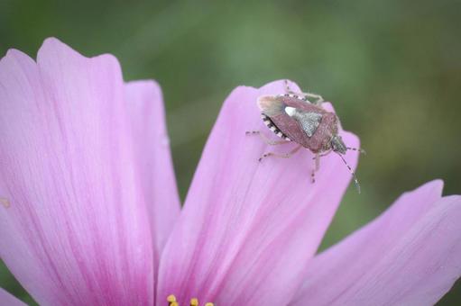 Cosmos and stink bugs, JPG