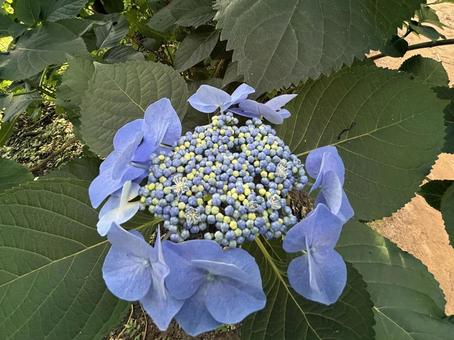 Blue Hydrangea, JPG Blue Hydrangea, JPG
