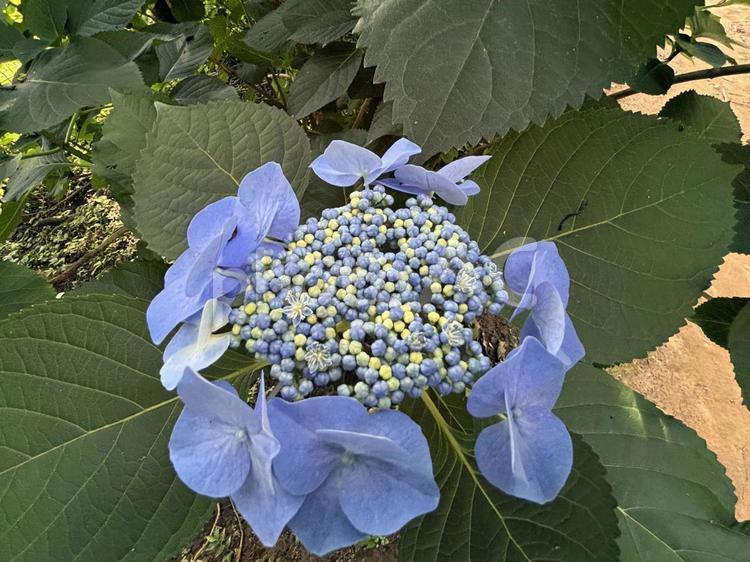 ブルー系のガクアジサイ 紫陽花,あじさい,アジサイの写真素材