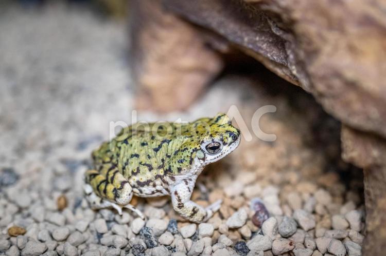 テキサスミドリヒキガエル テキサスミドリヒキガエル,ヒキガエル,カエルの写真素材