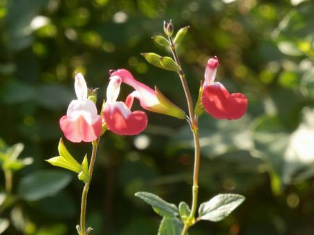 【花の写真】チェリーセージ チェリーセージ,植物,花の写真素材