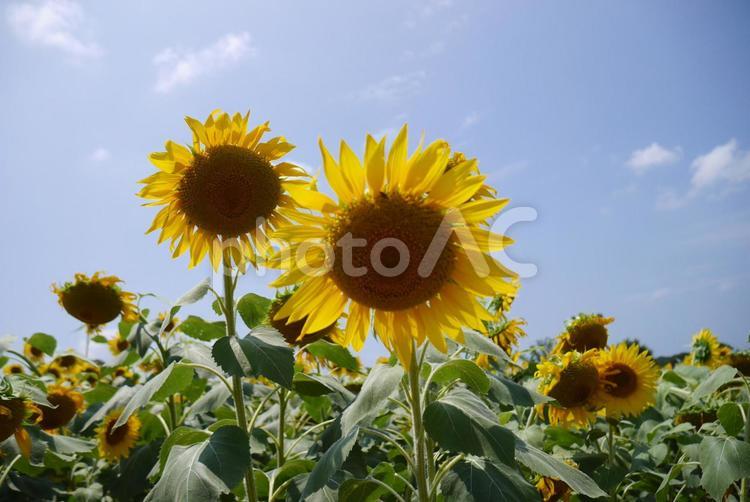 ひまわり ひまわり,サンフラワー,ひまわり畑の写真素材