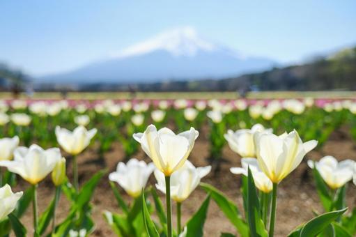 Mount Fuji and Tulips at Hana no Miyako Park, JPG Mount Fuji and Tulips at Hana no Miyako Park, JPG