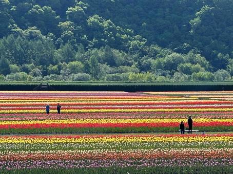 Photo, kamiyu betsu tulip park, kamishibate-cho, hokkaido, 