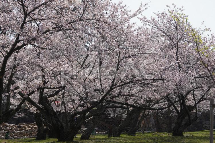 鳥取城跡の満開の桜 桜,さくら,サクラの写真素材