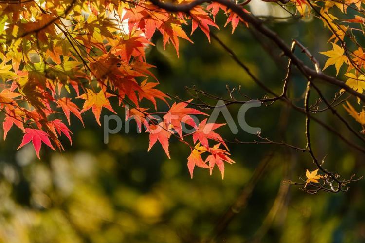 秋の彩りを映す紅葉 紅葉,秋,もみじの写真素材