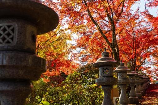 称名寺の紅葉⒁ 秋,紅葉,称名寺の写真素材