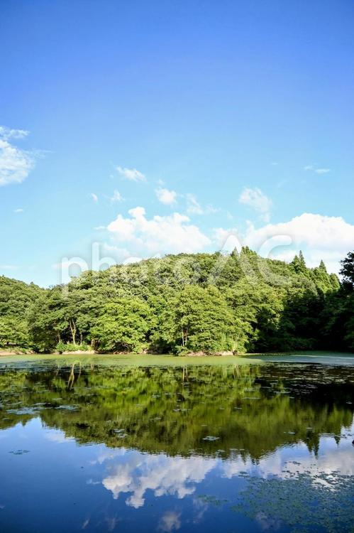 森と池の水鏡：夏の緑と青空の反射 池,すいめん,森の写真素材