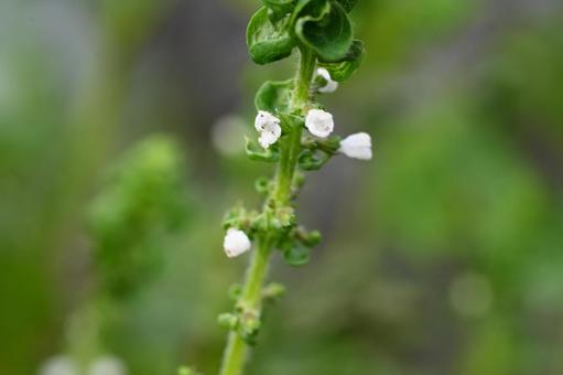 家の畑に咲き始めた青じその花 家の畑に咲き始めた青じその花の写真