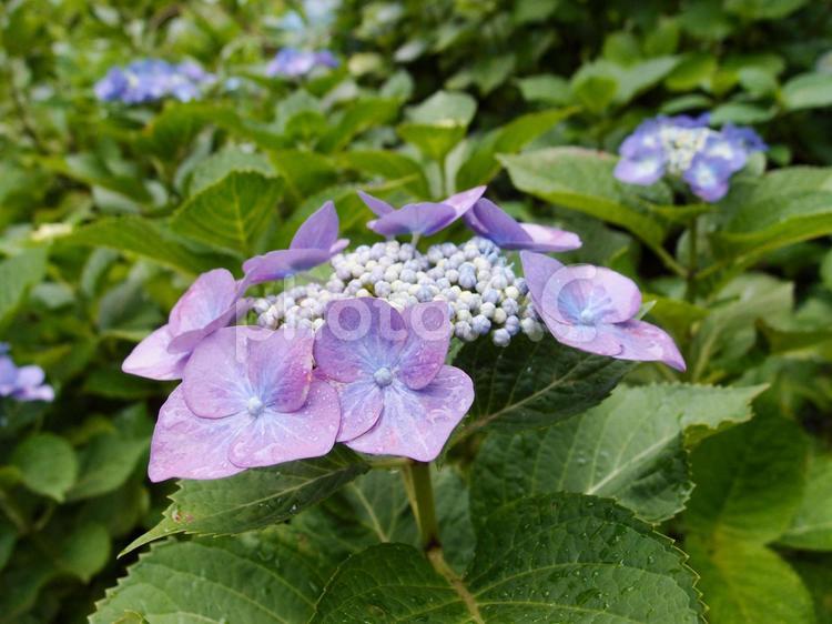 青紫色のガクアジサイ 紫陽花,あじさい,ガクアジサイの写真素材