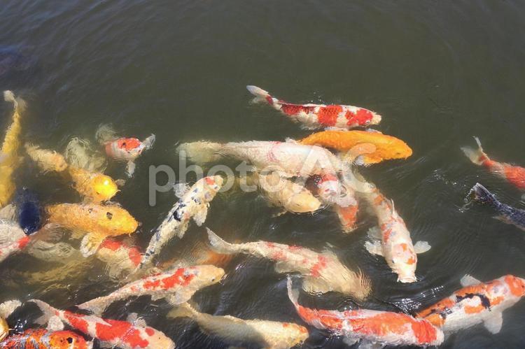 錦鯉の群れ 錦鯉,鯉,魚の写真素材