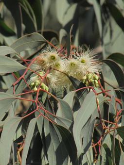 ユーカリの花d ユーカリの花,ユーカリ,白い花の写真素材