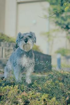 ミニチュアシュナウザー 犬,ペット,ミニシュナの写真素材