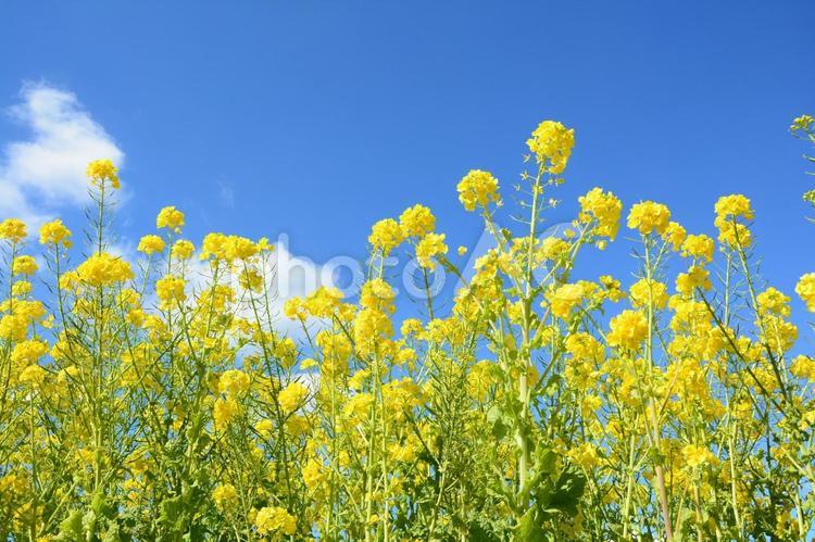 菜の花と青空の風景 菜の花,なのはな,ナノハナの写真素材
