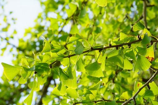 イチョウの葉の写真
