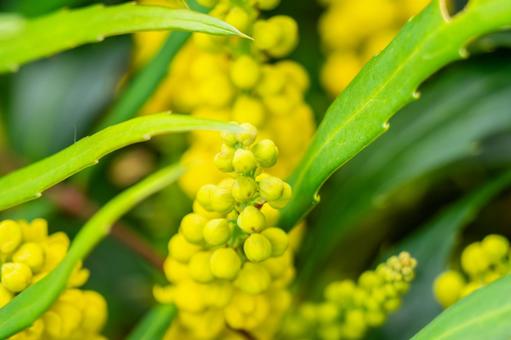 ヒイラギナンテン⑵ ヒイラギナンテン⑵の写真