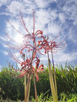 秋陽に透ける彼岸の華 秋陽に透ける彼岸の華 彼岸花,赤色,逆光の写真素材