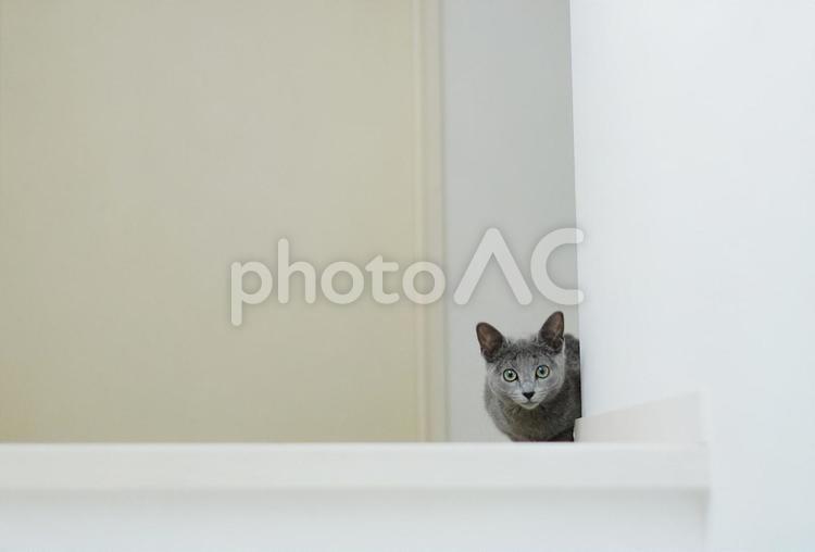 こちらを覗く子猫 ロシアンブルー,子猫,猫の写真素材