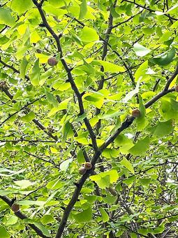 銀杏が実ってきたイチョウの木13 銀杏が実ってきたイチョウの木13の写真