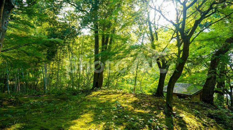 自然が溢れる福智山ろく花公園 フラワーパーク,植物,公園の写真素材