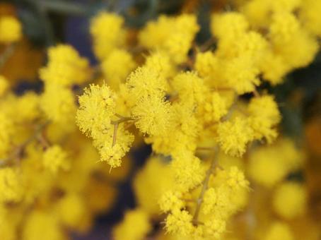 ミモザ・銀葉アカシアのクローズアップの写真