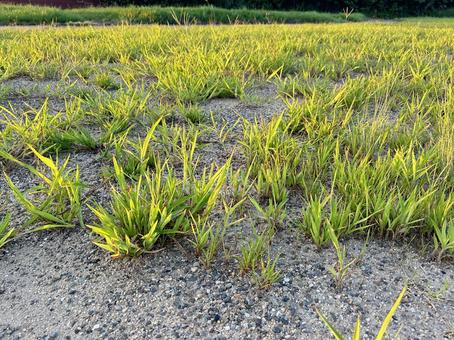 雑草 雑草の写真
