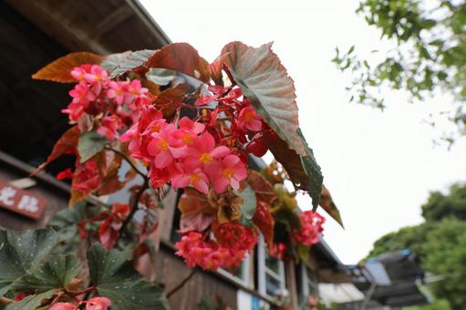 花 花の写真