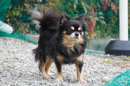 チワワの立ち姿・ロングコートブラックタン 犬,チワワ,ロングコートの写真素材