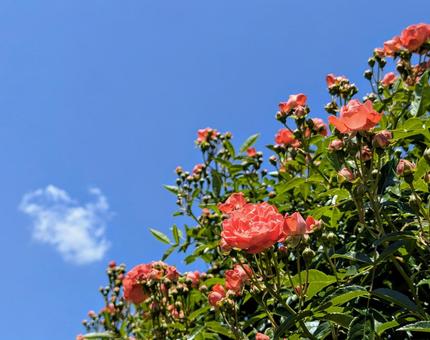 春空とオレンジの薔薇 春空とオレンジの薔薇の写真