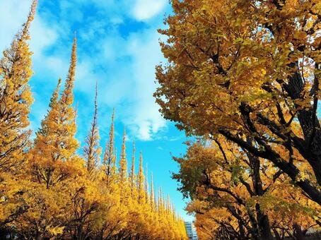 黄色く染まった銀杏並木 銀杏,イチョウ,黄葉の写真素材