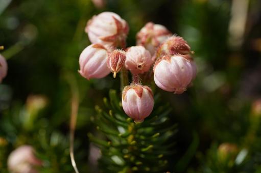 エゾノツガザクラ エゾノツガザクラ 高山植物,花,エゾノツガザクラの写真素材