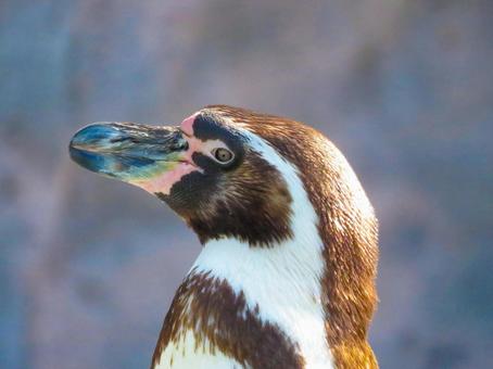 フンボルトペンギンの横顔のアップ フンボルトペンギンの横顔のアップの写真