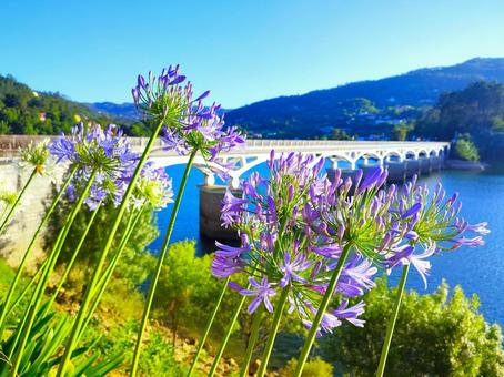 湖畔のアガパンサス 湖畔のアガパンサスの写真