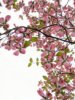 ハナミズキの花 3 ハナミズキの花 3の写真