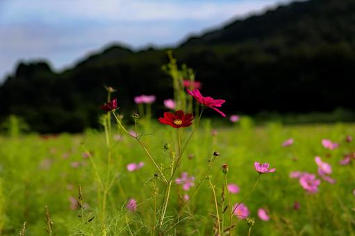 Cosmos on the Plateau 1, JPG