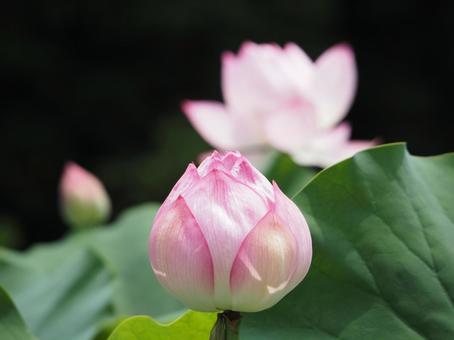 蓮の花 蕾 花びら ピンク 蓮の花 蕾 花びら ピンク 蓮,花,はすの写真素材