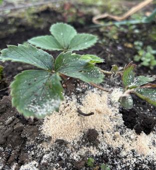 市民農園の生糠の活用 生糠,生ぬか,肥料の写真素材