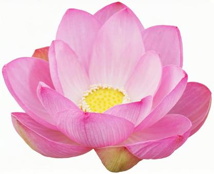 蓮の花【切り抜きPSD】 蓮の花【切り抜きPSD】 蓮,ハス,蓮の花の写真素材