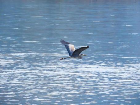 湖の上を飛ぶアオサギ 湖の上を飛ぶアオサギ アオサギ,青鷺,野鳥の写真素材