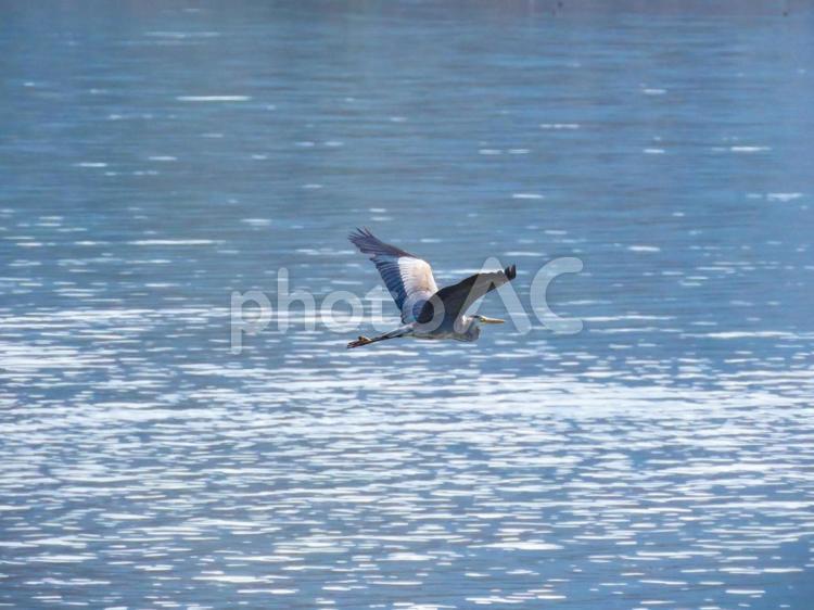 湖の上を飛ぶアオサギ アオサギ,青鷺,野鳥の写真素材