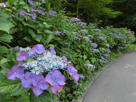 あじさい あじさいの写真