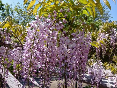Wisteria Wisteria trellis Hokkaido Engaru town Maruseppu Wisteria garden, JPG Wisteria Wisteria trellis Hokkaido Engaru town Maruseppu Wisteria garden, JPG