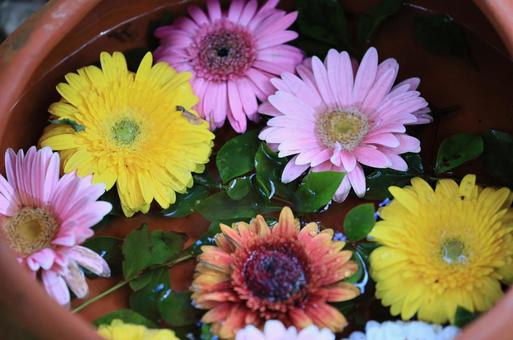 可愛いお花 可愛いお花の写真