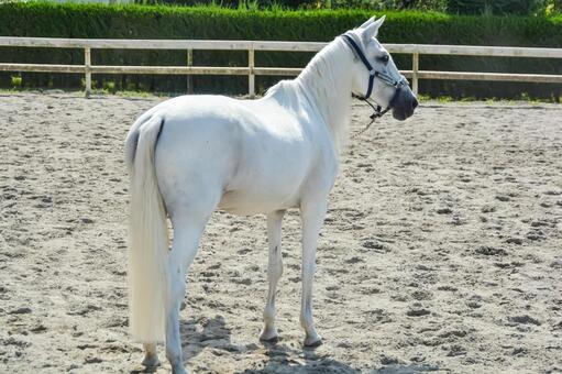 馬場を気持ち良さそうに走る白馬 うま,ウマ,馬の写真素材