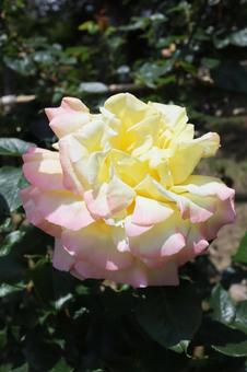 白い薔薇 白い薔薇の写真