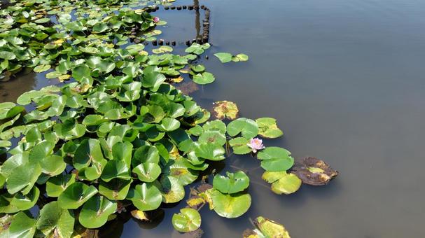 Water lily pond, JPG Water lily pond, JPG