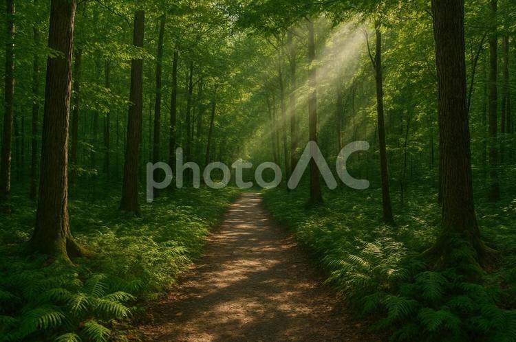 木漏れ日が漏れる並木道 山,木,並木道の写真素材