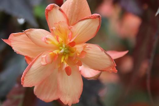 見つめる花 島根,フォーゲルパーク,綺麗の写真素材